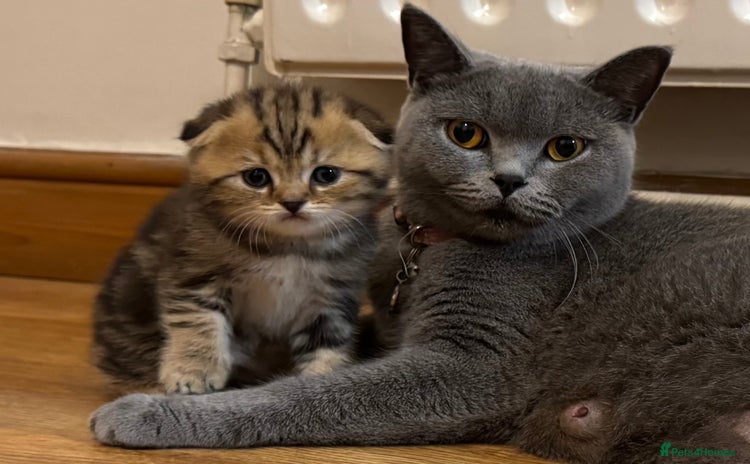 British Shorthair cats British Shorthair X Scottish Fold - Advert 16