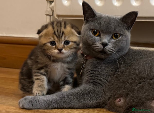 British Shorthair cats British Shorthair X Scottish Fold - Advert 1