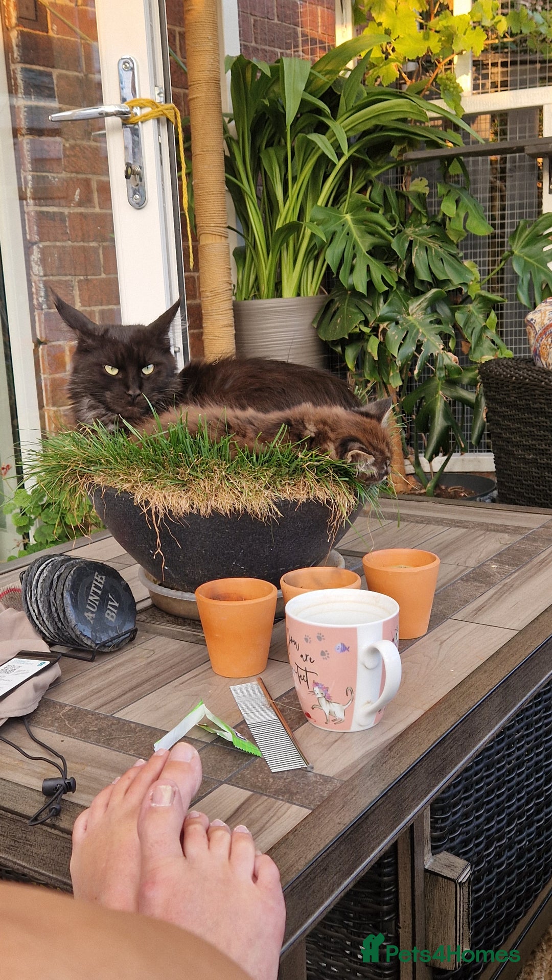 Maine Coon cats for sale: Male mainecoon  - Image 3