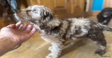 Cockapoo dogs - Advert 3