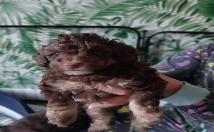 Toy Poodle dogs - Advert 15