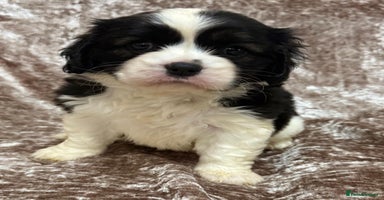 Cavalier King Charles Spaniel dogs - Advert 4