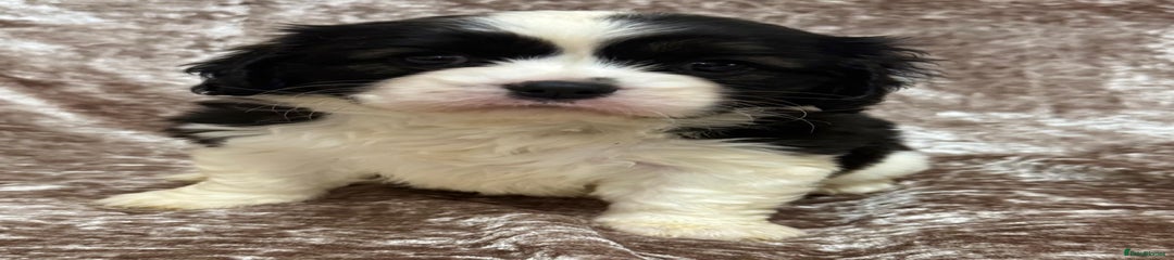 Cavalier King Charles Spaniel Puppy 2