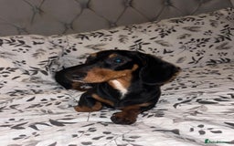 Dachshund dogs for sale: Miniature dachshund - Image 2