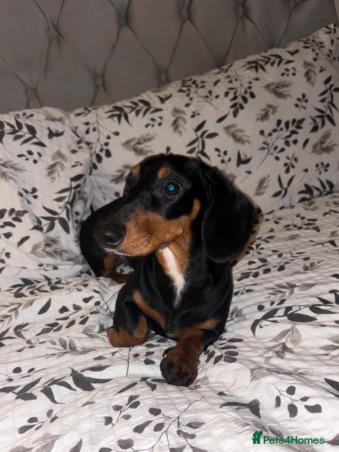 Dachshund dogs for sale: Miniature dachshund - Image 2