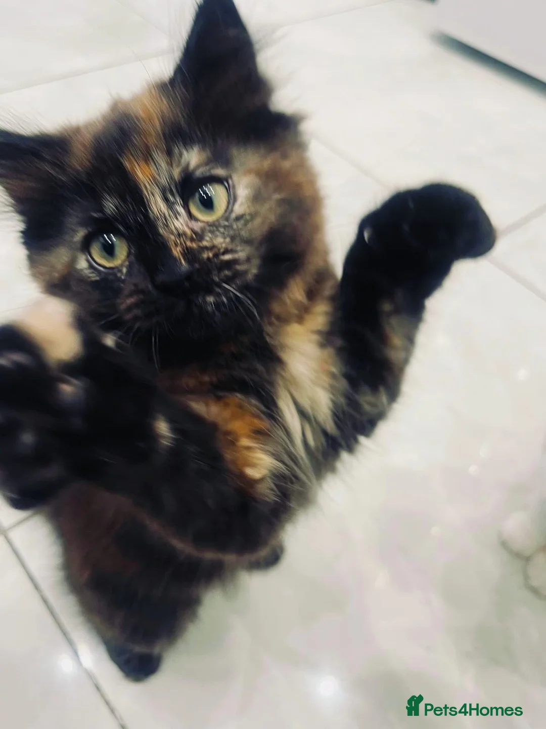 Ragdoll cats for sale: Championship bloodline RagdollxRagamuffin*3 kitten - Advert 3