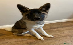 Akita dogs for sale: Luna! - Image 6