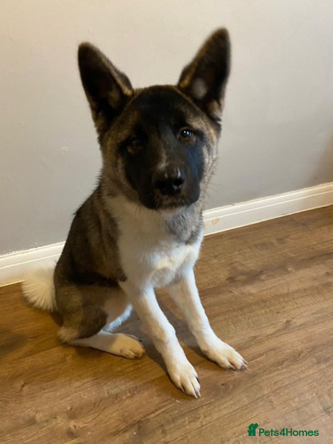 Akita dogs for sale: Luna! - Image 6