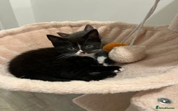 Domestic Shorthair cats for sale: 2 black and white female kittens available  - Image 3