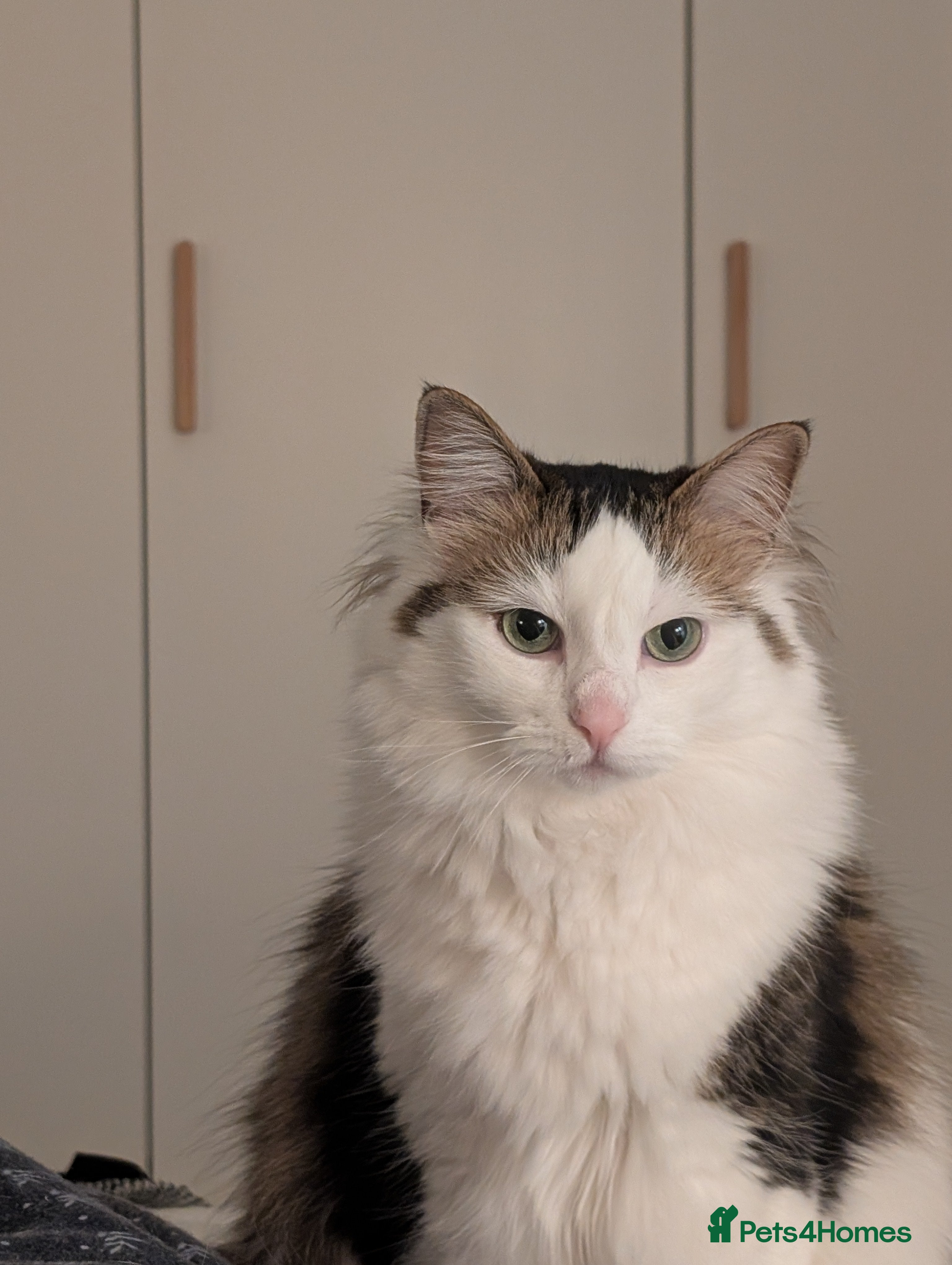 Mixed Breed cats Test cat - Advert 1