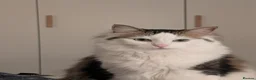Mixed Breed cats for sale: Test cat - Advert 1