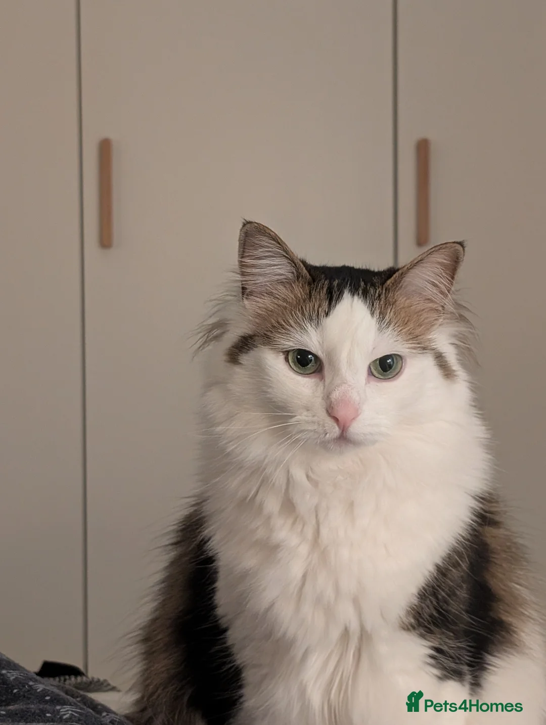 Mixed Breed cats for sale: Test cat - Advert 1