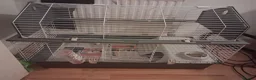 Guinea Pig rodents for sale: 3 bonded female guinea pigs with the 1 stkry cage  in Manchester - Advert 4