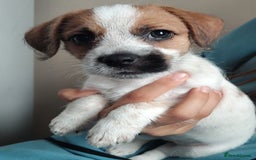 Jack Russell dogs for sale: Jack russell puppies  - Image 2
