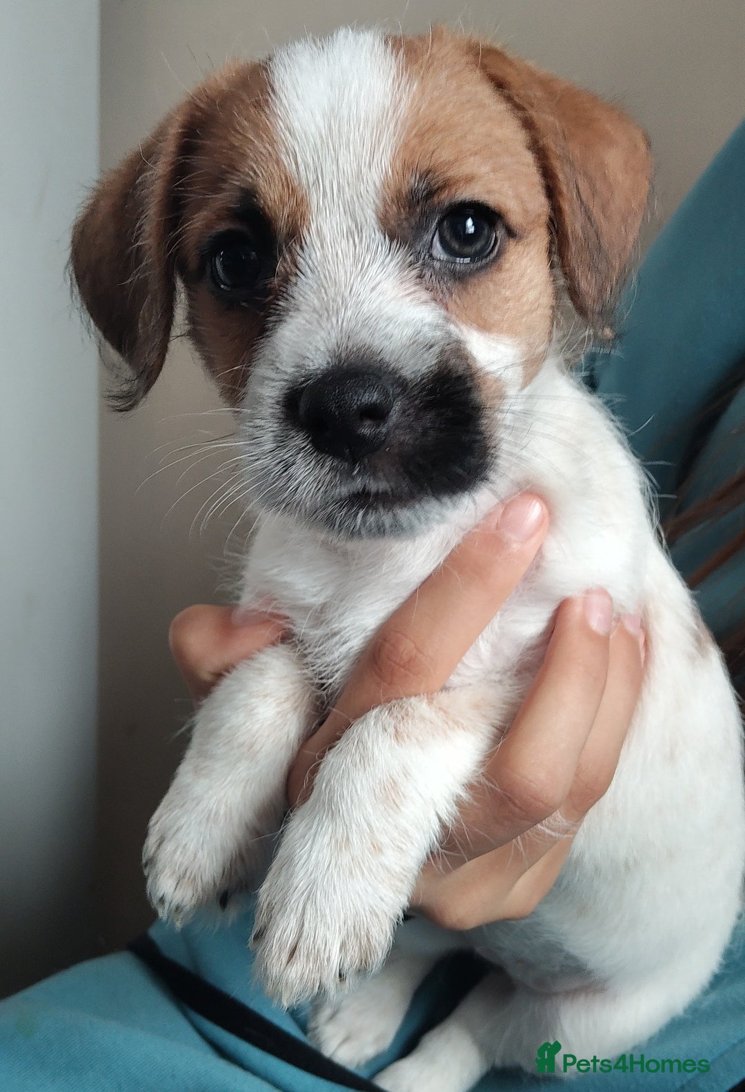 Jack Russell dogs for sale: Jack russell puppies  - Image 2