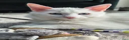 Maine Coon cats for sale: Beautiful main coon kittens for sale - Advert 3