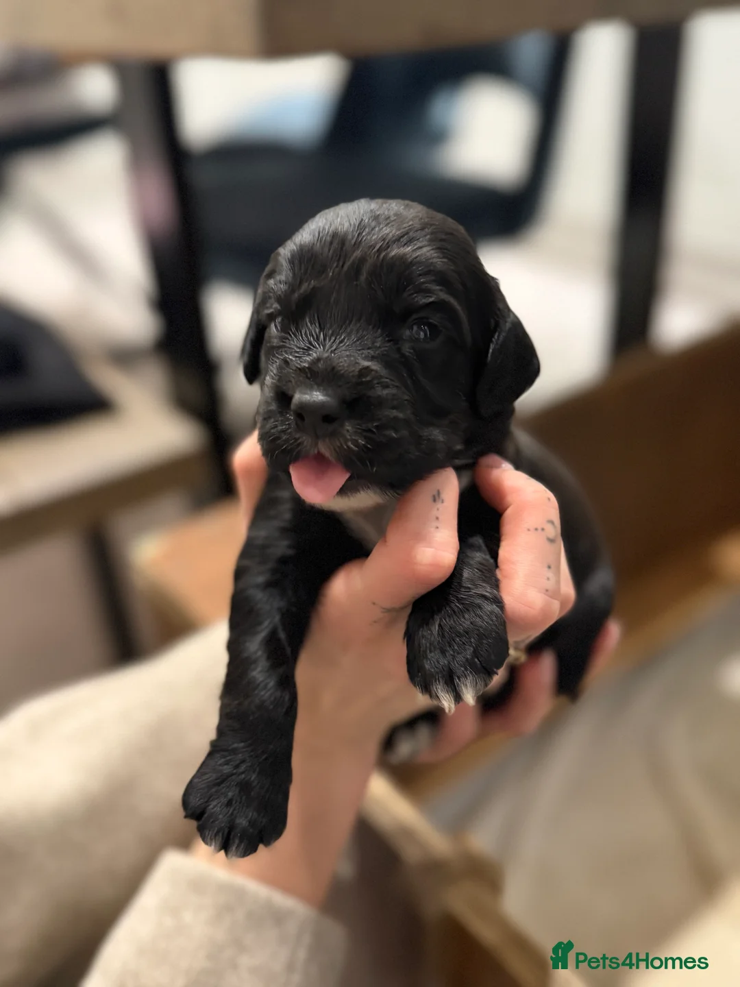 Sprocker dogs for sale: Sprocker pups looking for their forever home 🐶💕 - Advert 4