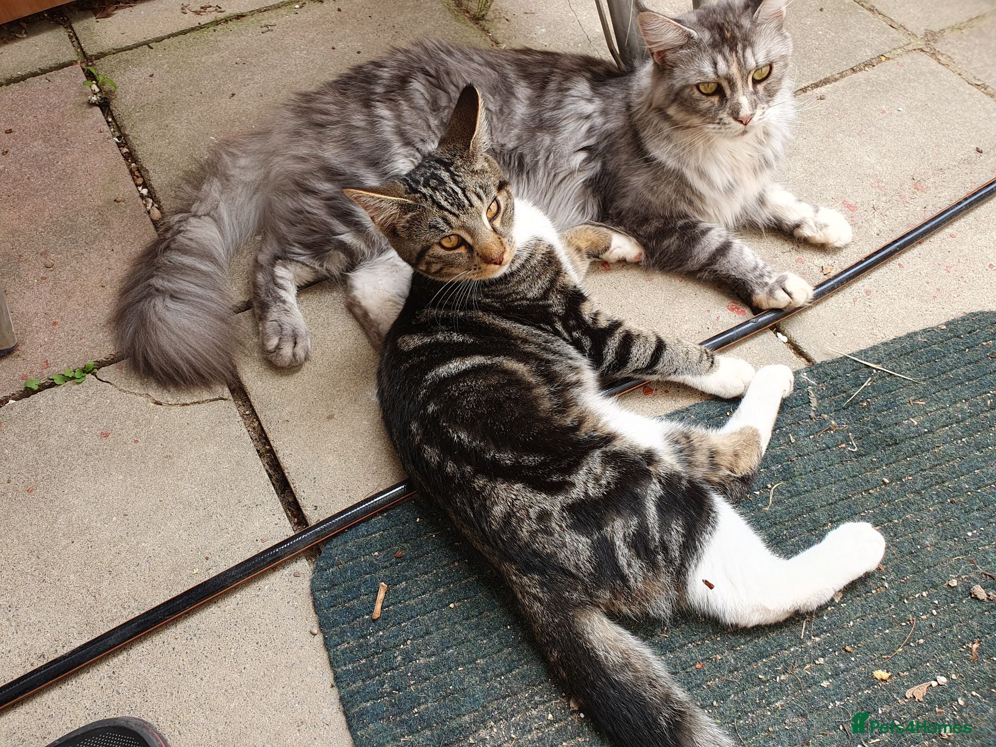 Mixed Breed cats Cross Maine Coon for sale - Advert 1