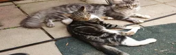 Mixed Breed cats for sale: Cross Maine Coon for sale - Advert 1