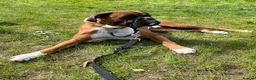 Boxer dogs for sale: Re-home our boxer  - Advert 2