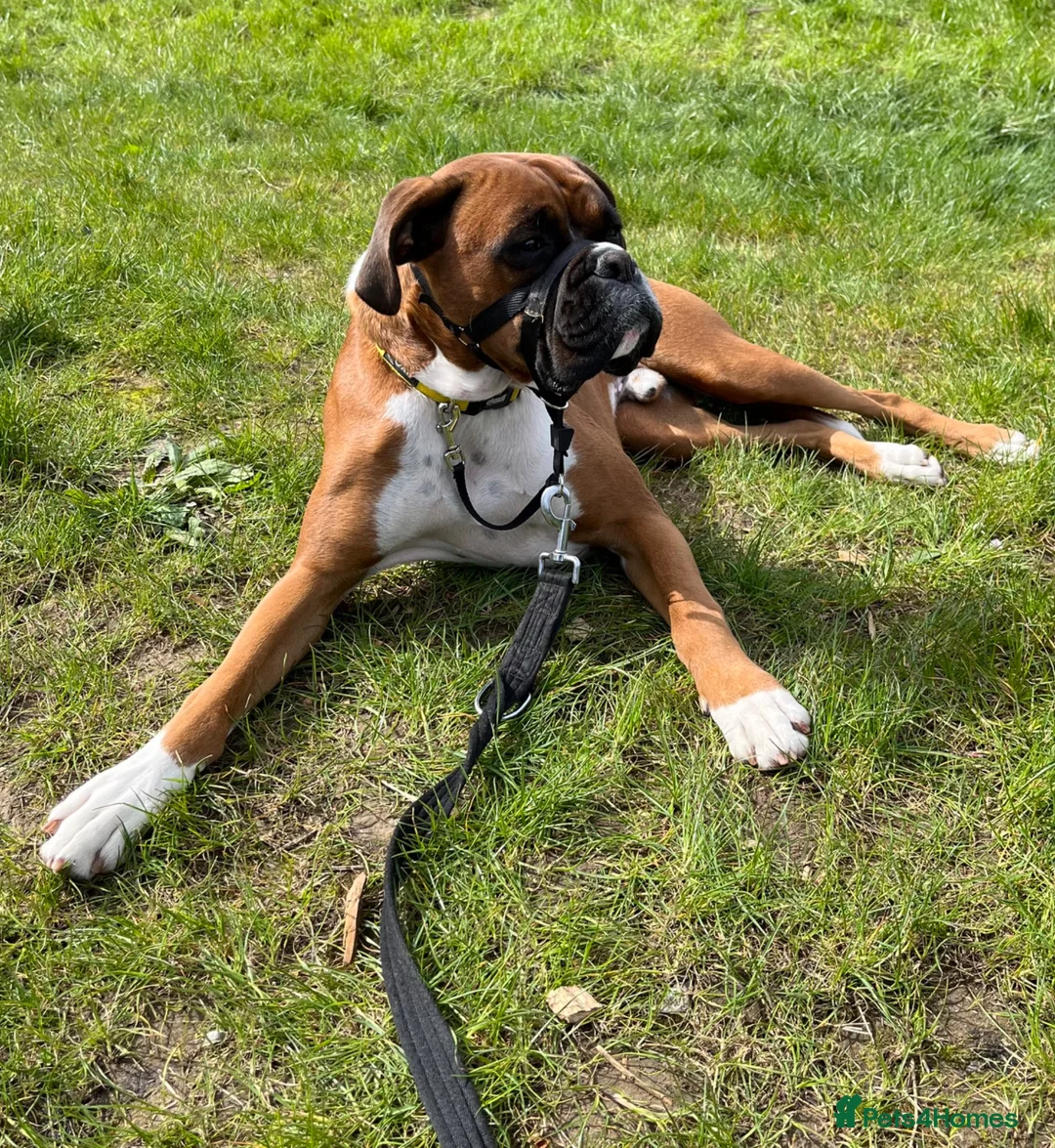 Boxer dogs for sale: Re-home our boxer  - Advert 2