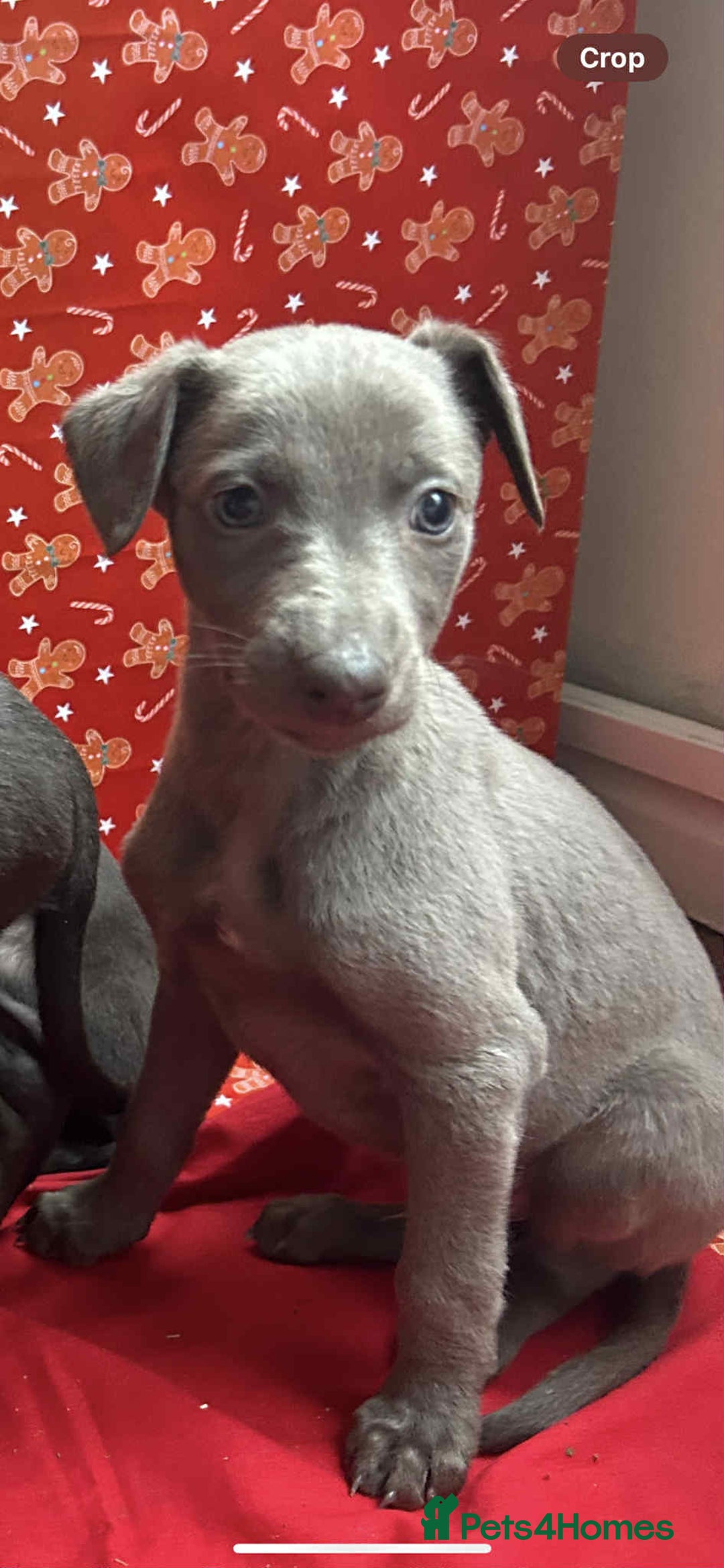 Whippet dogs for sale: Whippet puppies ⭐️READY TO LEAVE NOW ⭐️ - Advert 5