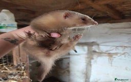 Ferret rodents for sale: 9 Ferrets for sale - Image 23