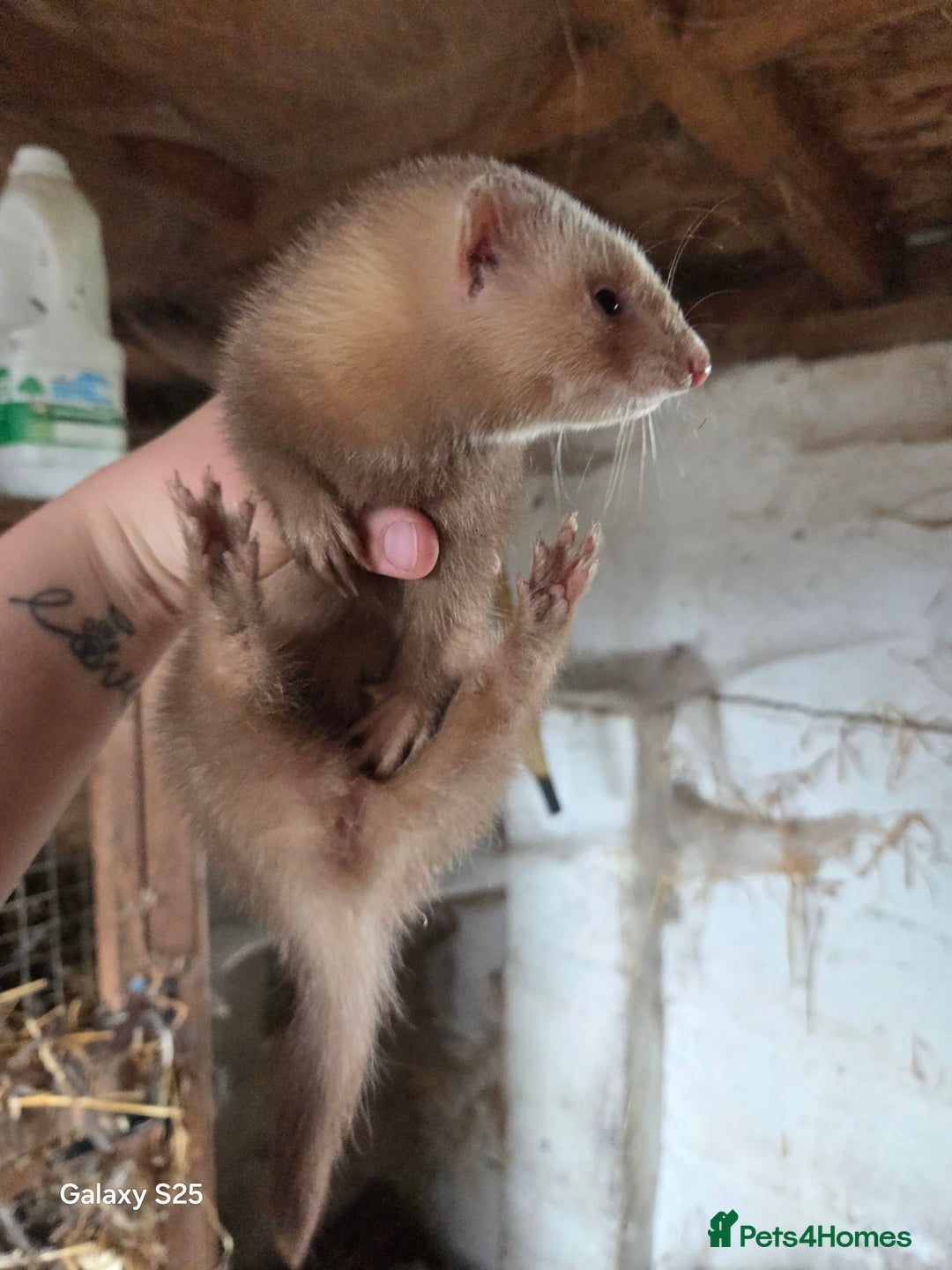 Ferret rodents for sale: 9 Ferrets for sale - Image 23