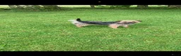 Border Terrier dogs for sale: Border terrier Puppies  - Advert 4