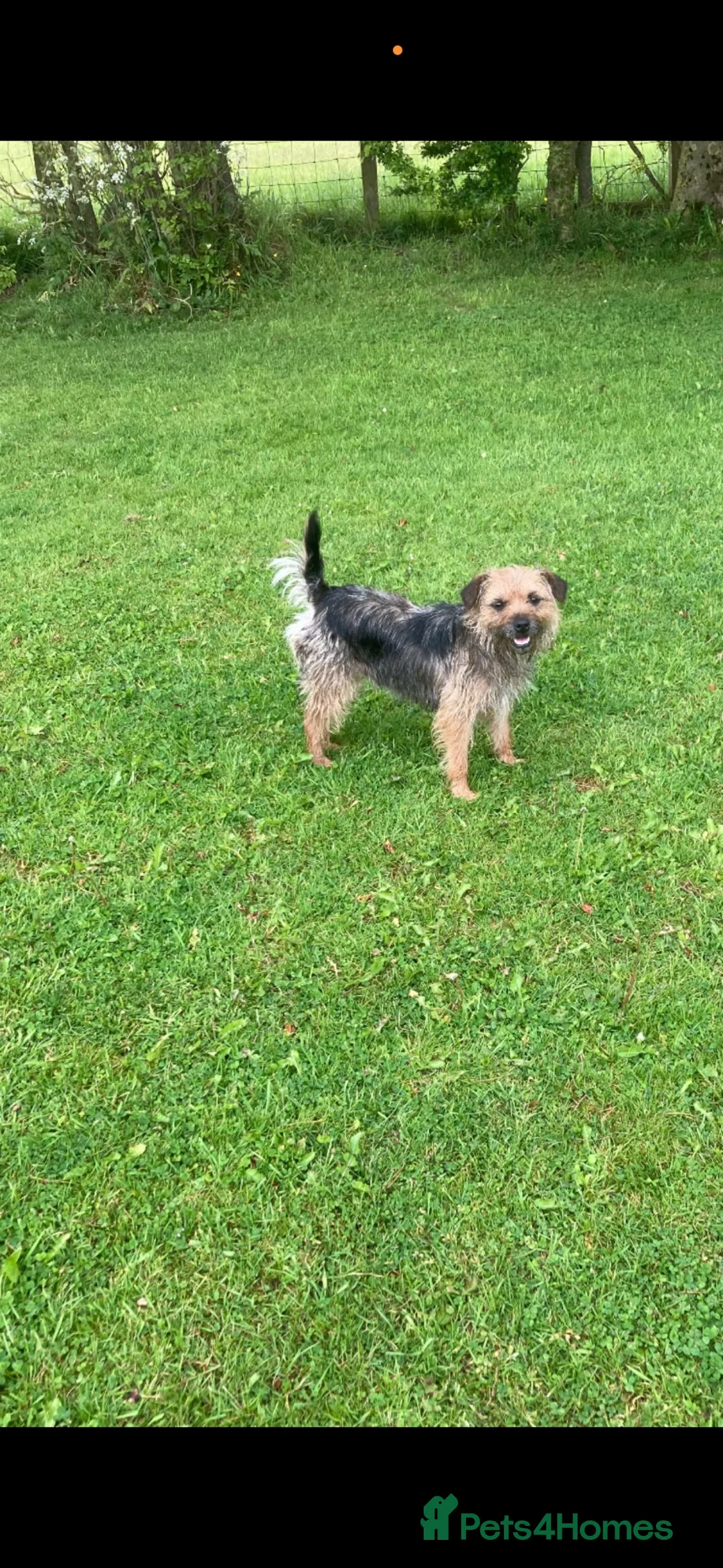 Border Terrier dogs for sale: Border terrier Puppies  - Advert 4