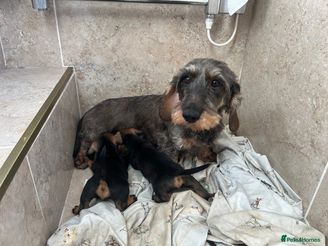 Mixed Breed dogs for sale: Two beautiful puppies looking for there new home  - Advert 4