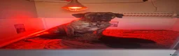 Cane Corso dogs for sale: CANE CORSO PUPPIES - Advert 5