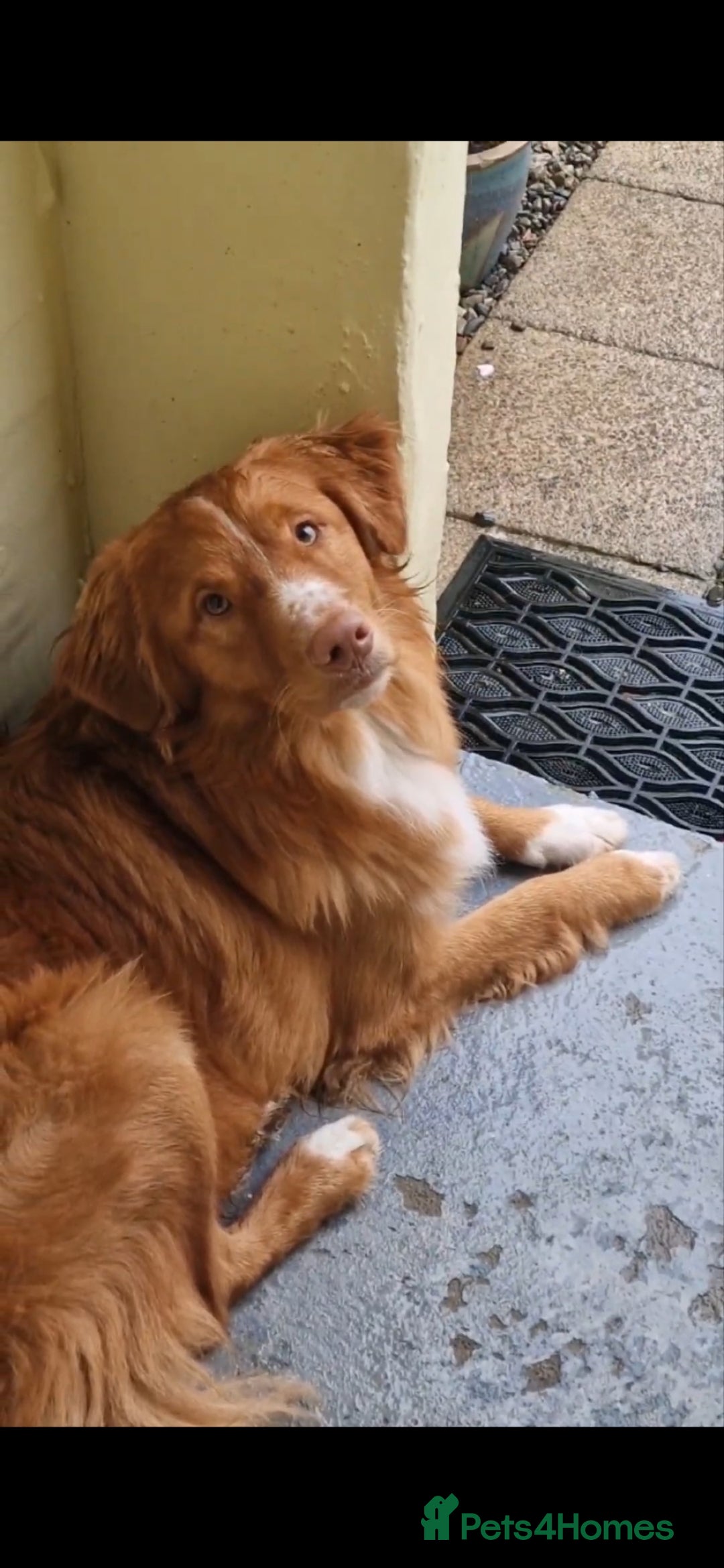 Nova Scotia Duck Tolling Retriever dogs for stud: Health Tested Toller/NSDTR Stud - Advert 1