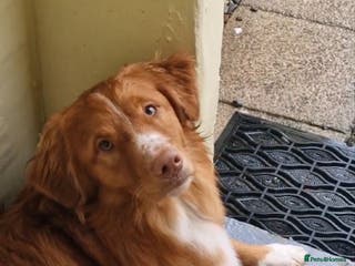 Nova Scotia Duck Tolling Retriever dogs for stud: Health Tested Toller/NSDTR Stud - Advert 1