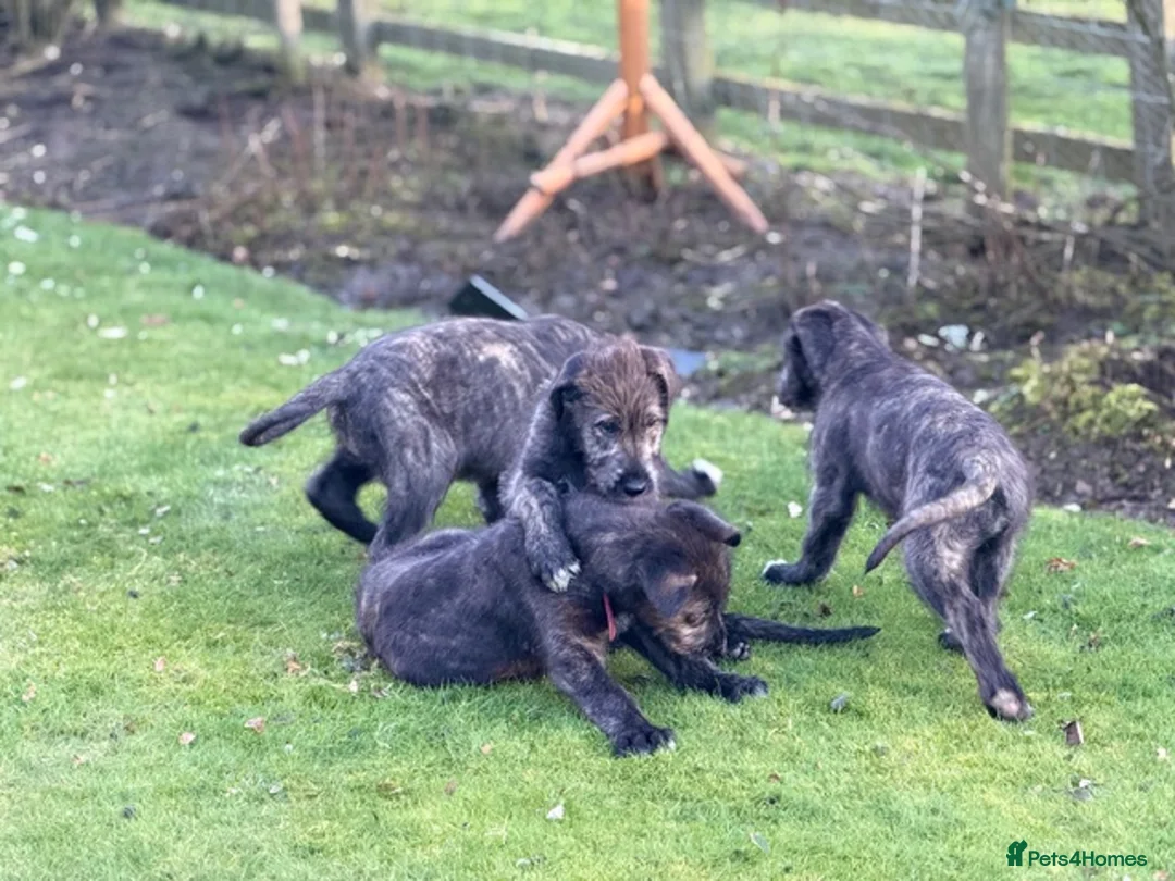 Irish Wolfhound dogs for sale: STUNNING FEMALE IWH PUPPIES FOR SALE - Advert 7