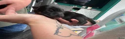 German Shepherd dogs for sale: 10 beautiful German shepherd puppies - Advert 12
