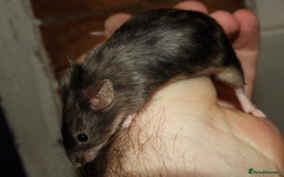 Mouse rodents for sale: Satin, long and short haired varieties  - Image 31