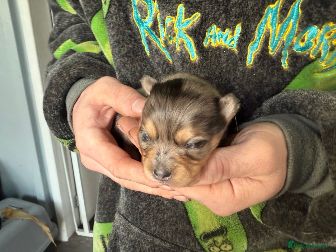 Pomchi dogs for sale: Pomchi puppies 😍 - Advert 7