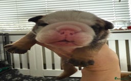 English Bulldog dogs for sale: Traditional English Bulldog Puppies  - Image 16