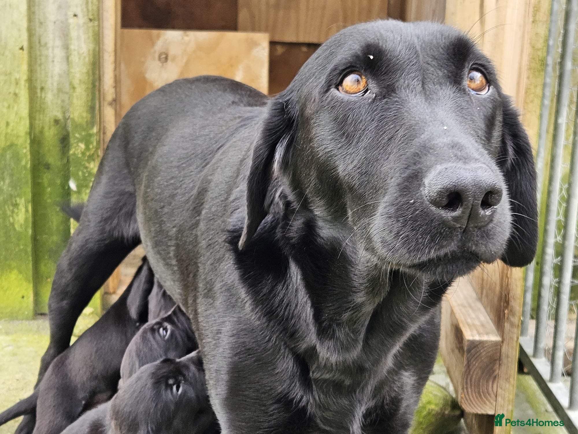 Labrador Retriever dogs Black Male Labrador Puppies for sale Western Isles - Advert 15