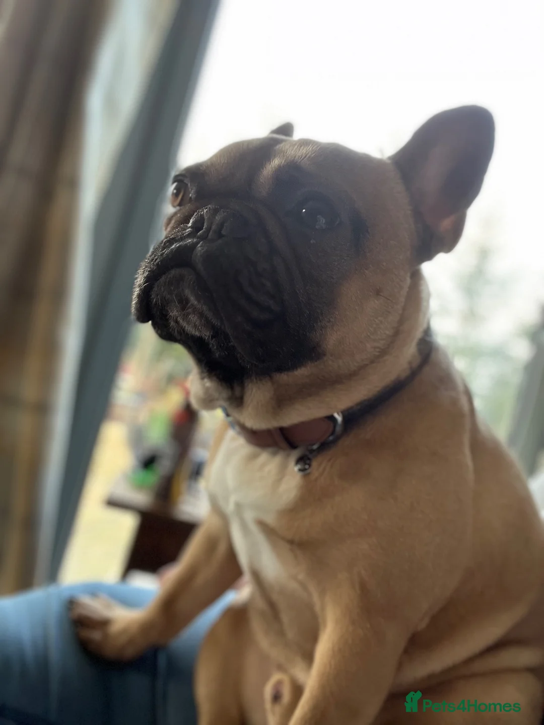 French Bulldog dogs for sale: 2 French Bulldogs to rehome  - Advert 10