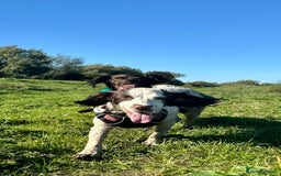 Sprocker dogs for sale: 2 exceptional dogs. - Image 3