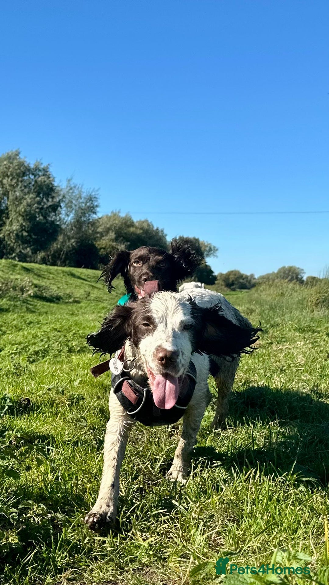 Sprocker dogs for sale: 2 exceptional dogs. - Image 3