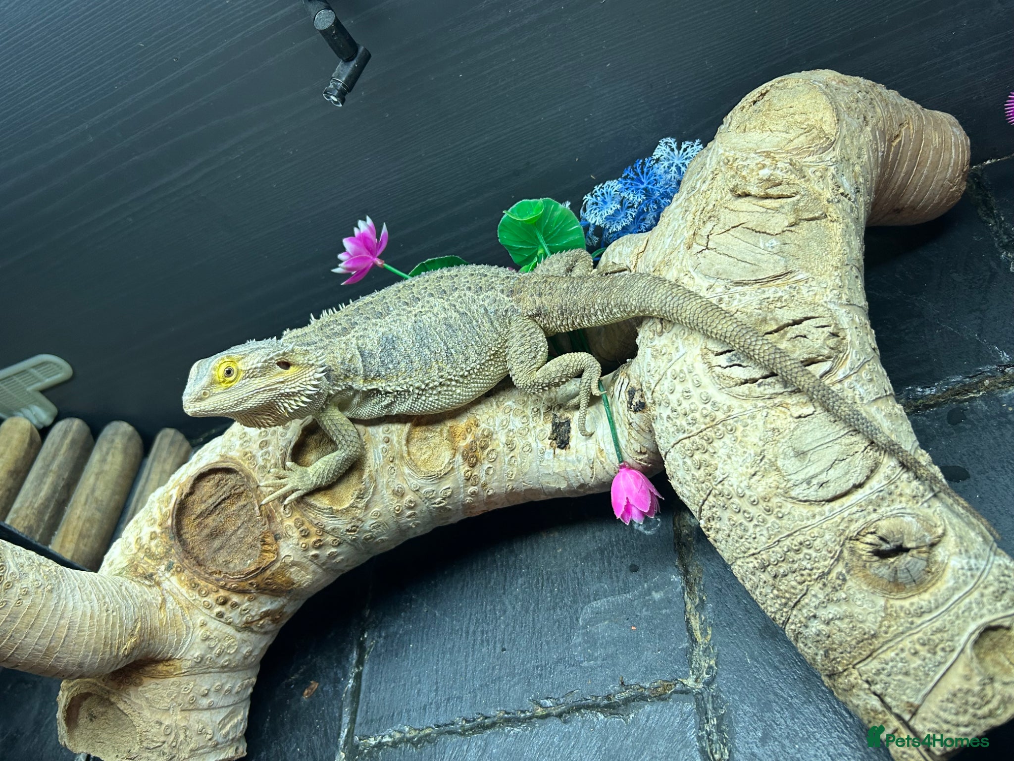 Bearded Dragon reptiles Buggzy - Advert 1