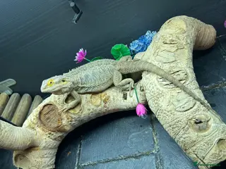 Bearded Dragon reptiles Buggzy - Advert 1