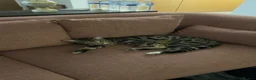 Bengal cats for sale: Loving and Gentle Bengal cat in Brighton - Advert 3