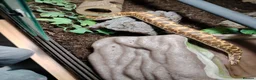 Boa Snake reptiles for sale: Kenyan sand boa with full setup  - Advert 2