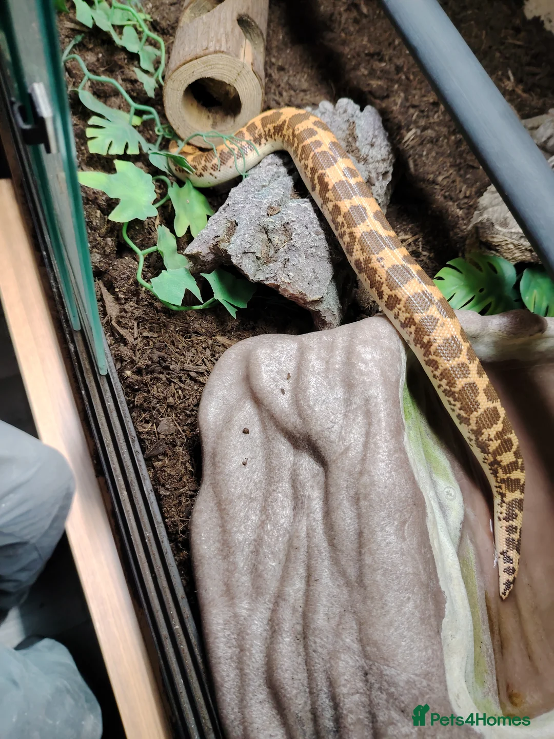 Boa Snake reptiles for sale: Kenyan sand boa with full setup  - Advert 2