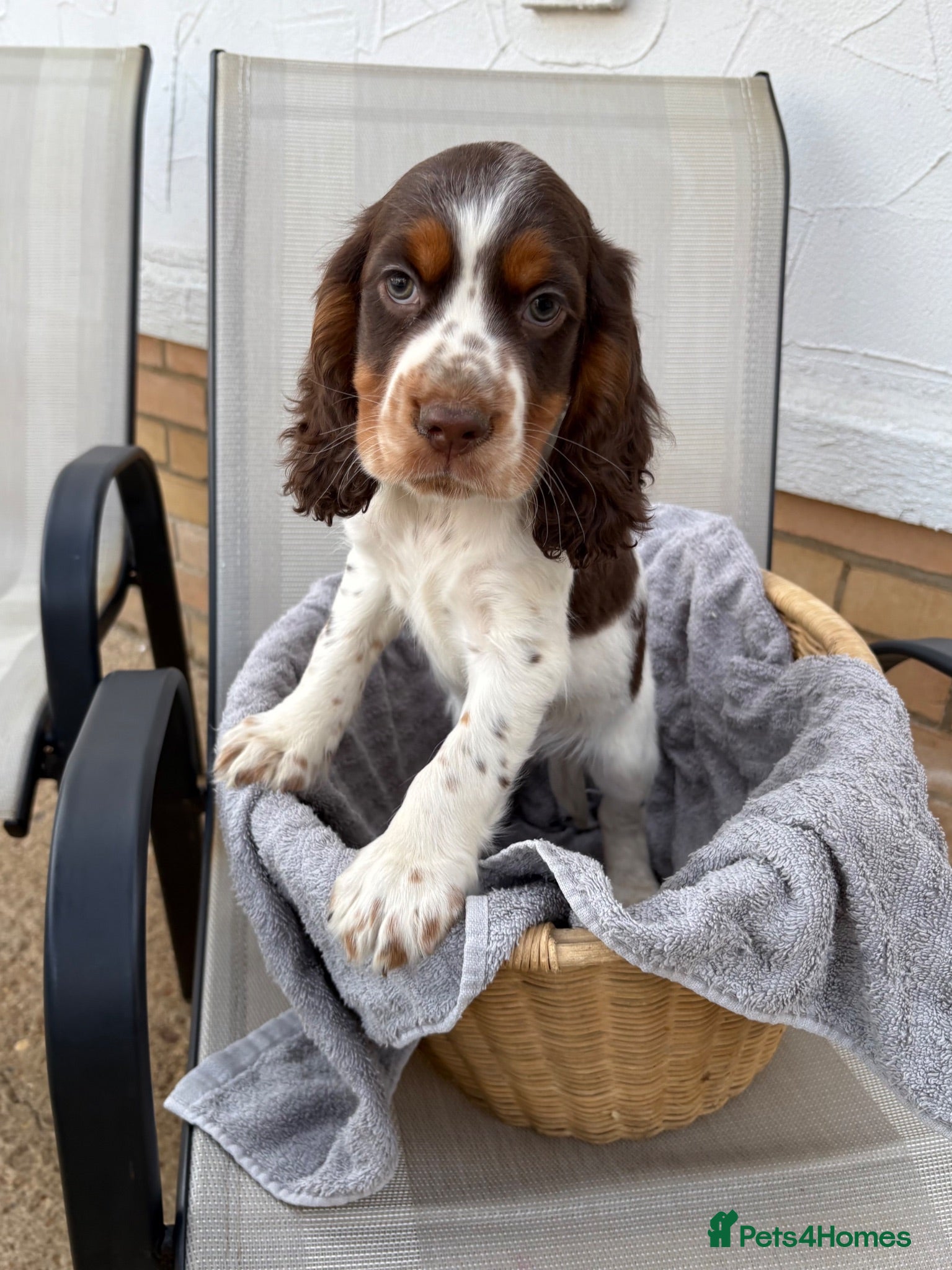 Cocker Spaniel dogs Cocker spaniel puppy  - Advert 3