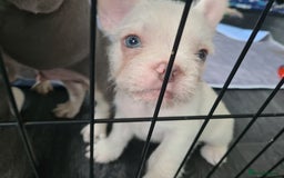 French Bulldog dogs for sale: Big Perm, fluffy and furnished frenchies  - Image 18